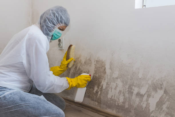 Mold Remediation for Vacation Homes in Thorndale, TX